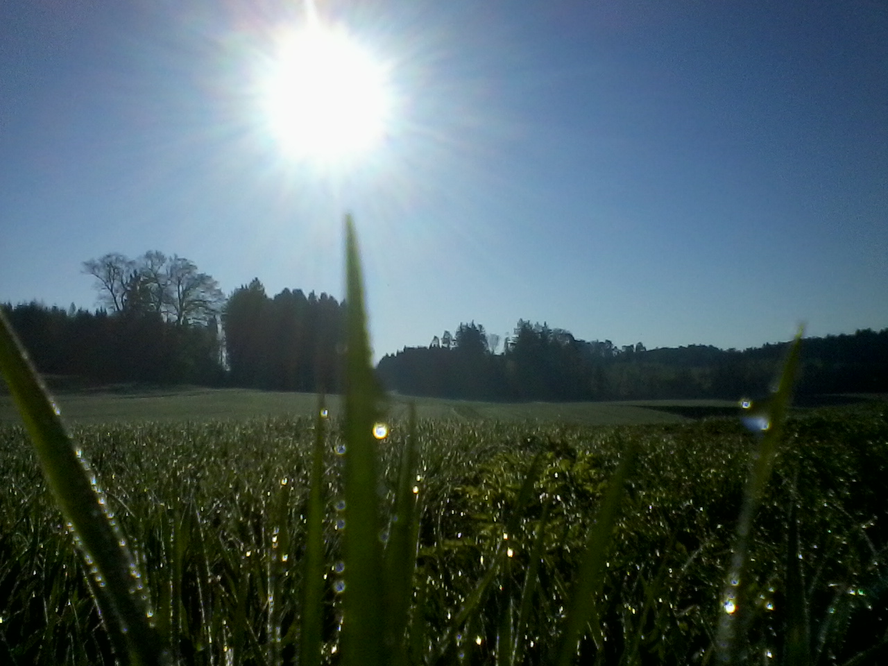 Trautropfen am Morgen