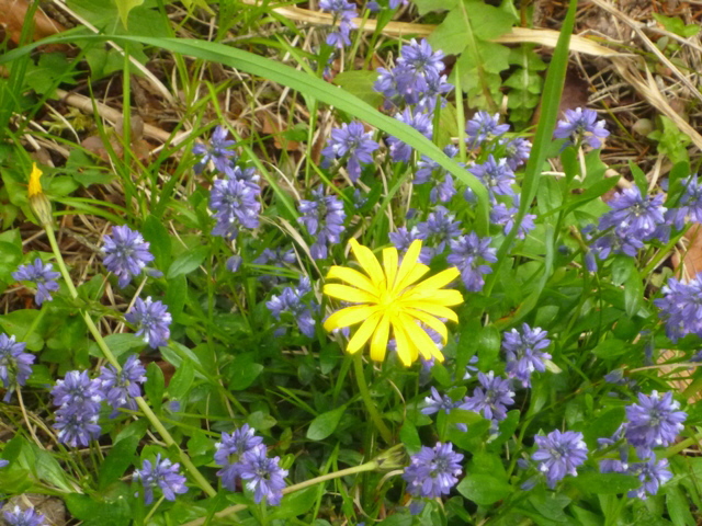 indermittegelbeblume